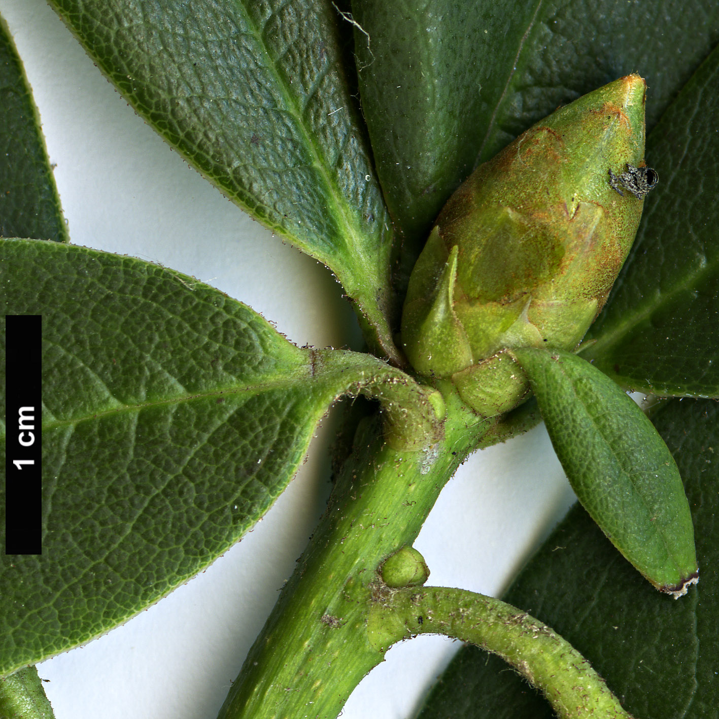 High resolution image: Family: Ericaceae - Genus: Rhododendron - Taxon: irroratum - SpeciesSub: ’Polka Dot’ High resolution image: Family: Ericaceae - Genus: Rhododendron - Taxon: irroratum - SpeciesSub: ’Polka Dot’